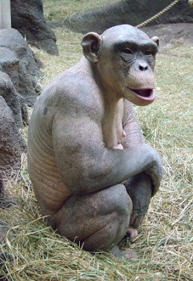 Do apes look human when shaved Jannet mason swinger